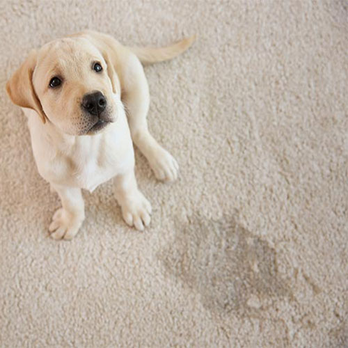 pet stain